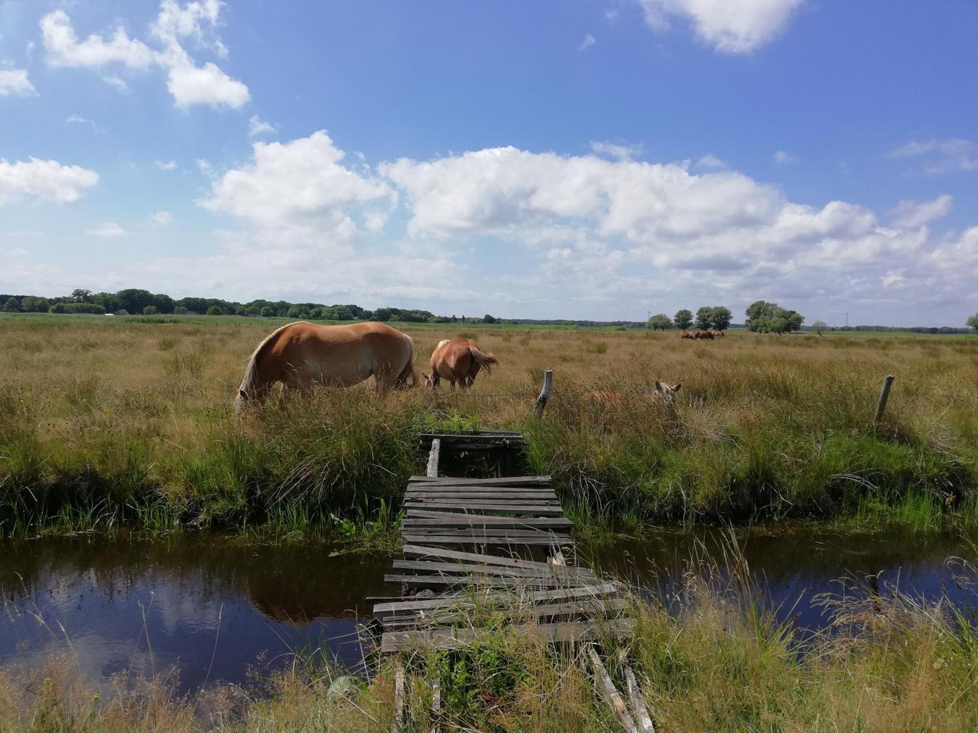 Dom Goscinny Ptaszarnia - Natura-Free Parking Świnoujście Esterno foto